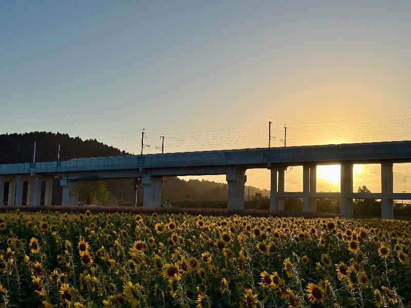 10月の向日葵と新幹線