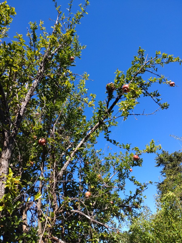 ザクロの実がなっていました。