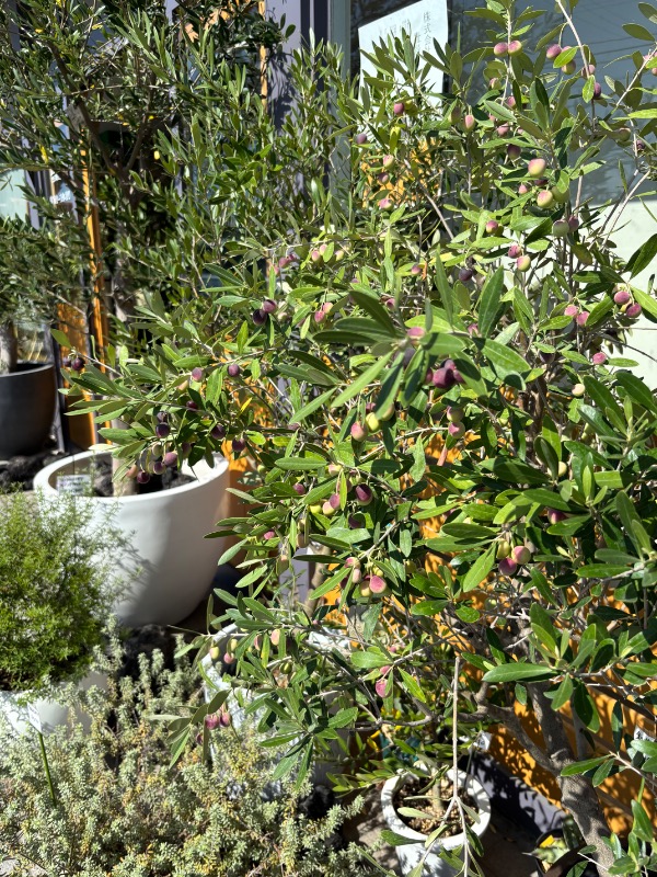 近所のお花屋さんまで🌼