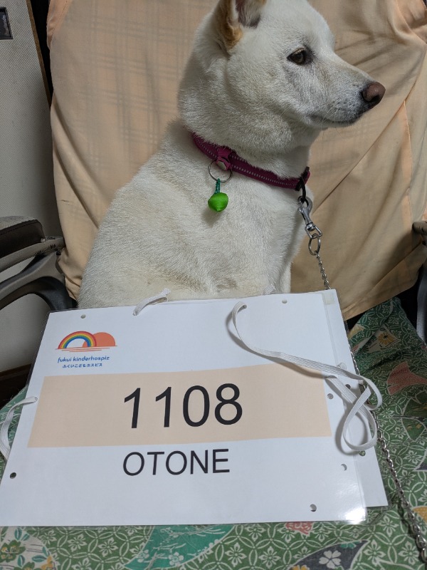 今週も1週間愛犬と一緒にがんばりましたー