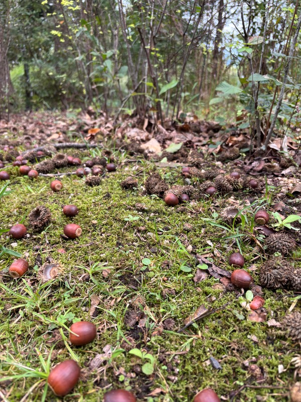 自然の中を歩きました。気持ち良かったです😊
